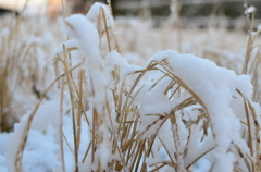 雪の日#9