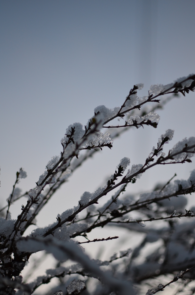 雪の日#5
