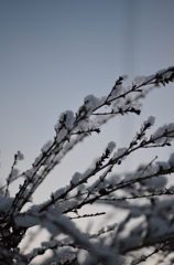 雪の日#5