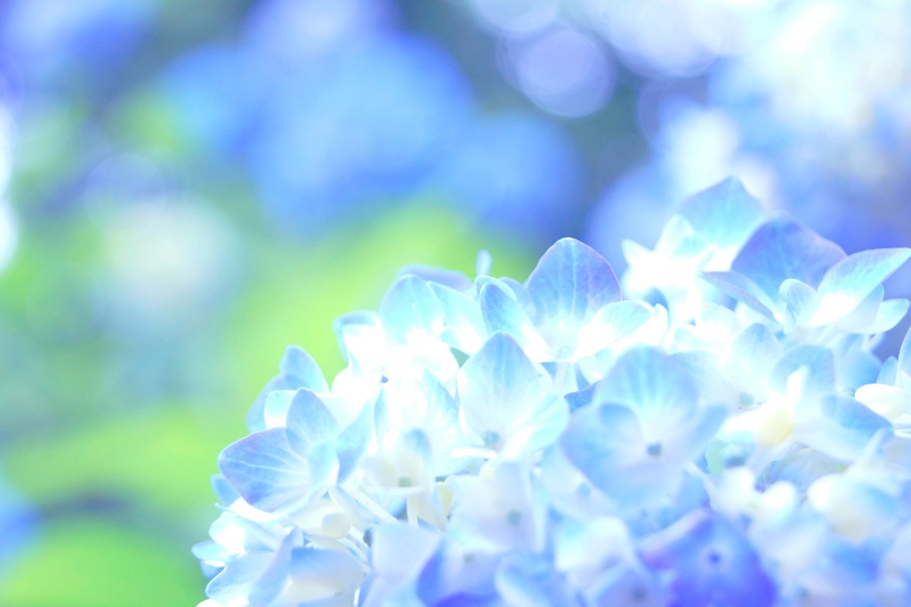 紫陽花。