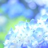 紫陽花。