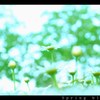 Spring bloom.