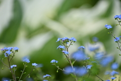 ブルンネラ