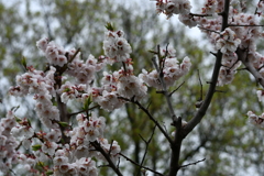 梅