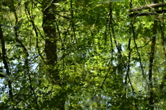 水面に写る新緑