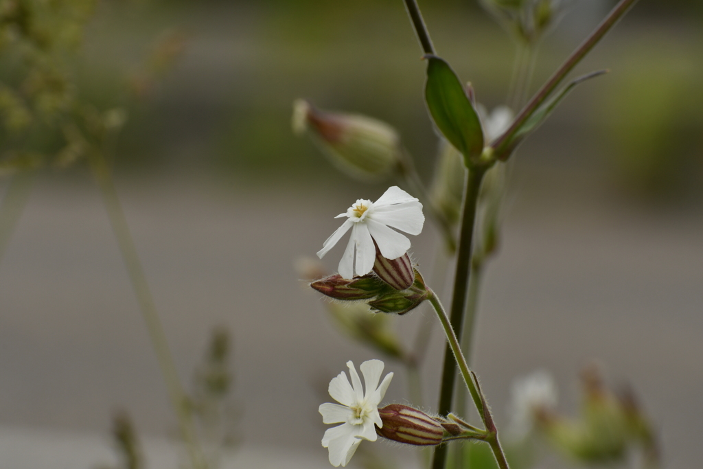 花11