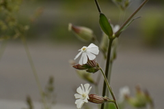 花11