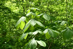 新緑