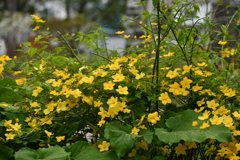 ヤマブキ
