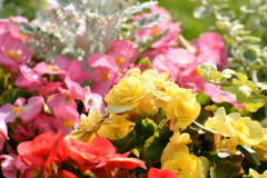 花1