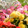 花1