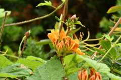 花5