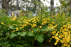 ヤマブキ
