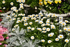 花３
