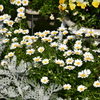 花３