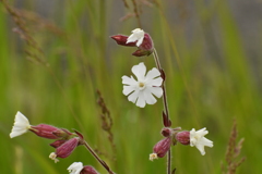 花14