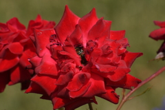 薔薇-2