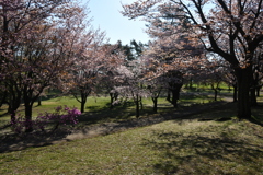 ヤマザクラ