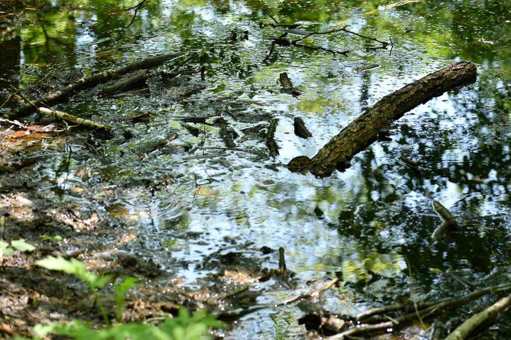 水面に写る新緑