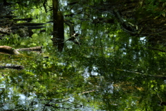 水面に写る新緑