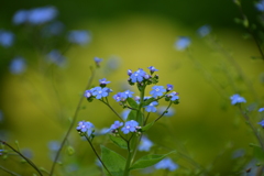 ブルンネラ