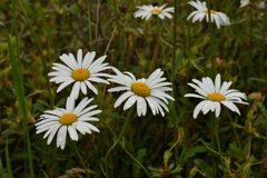 花13