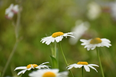 花10