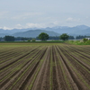 北海道の畑2