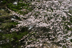 ヤマザクラ