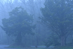 北海道の朝霧