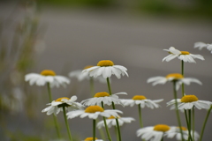 花6