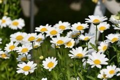 花4