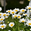 花4
