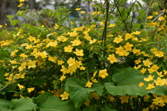 ヤマブキ