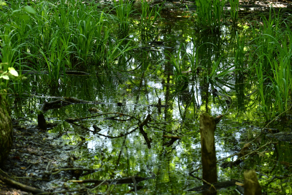 水面に写る新緑
