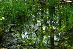 水面に写る新緑