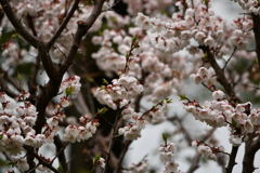 梅
