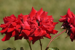 薔薇-1