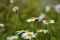 花9