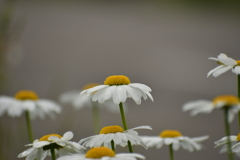 花7