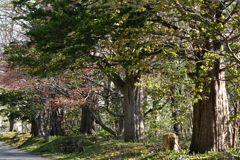 イチイ（樹齢500年）