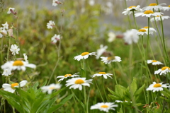 花8