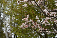 梅