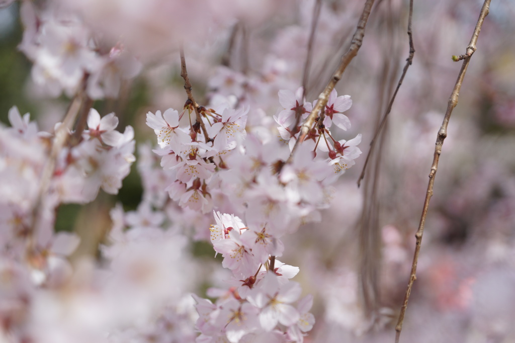 しだれ桜２