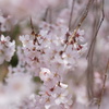 しだれ桜２