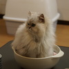 ねこ鍋