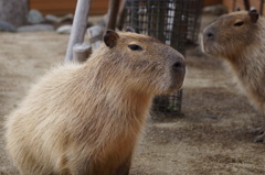 カピバラさん