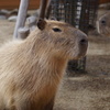 カピバラさん