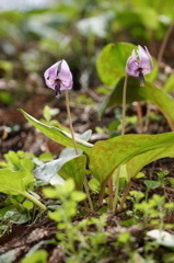 カタクリの花