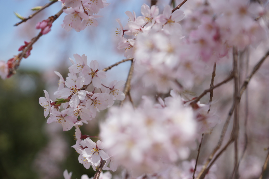 しだれ桜